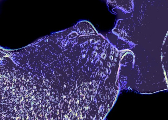 Weekly Photo Challenge: Kiss