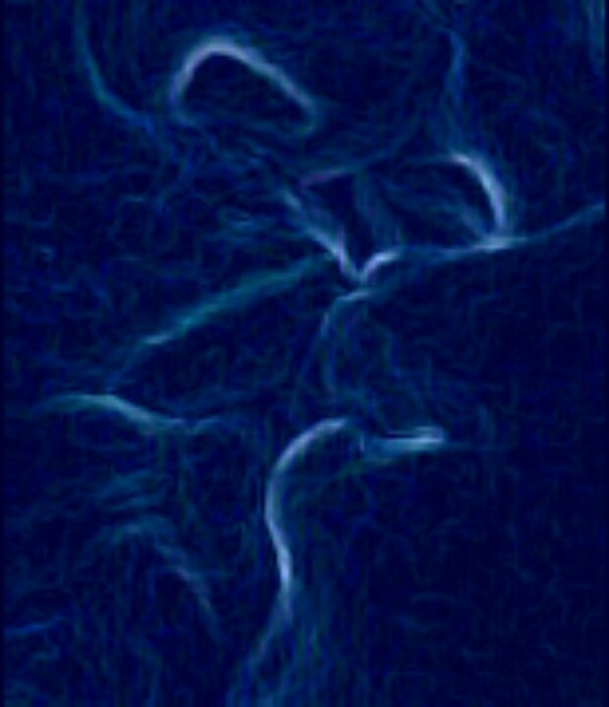 Weekly Photo Challenge: Kiss