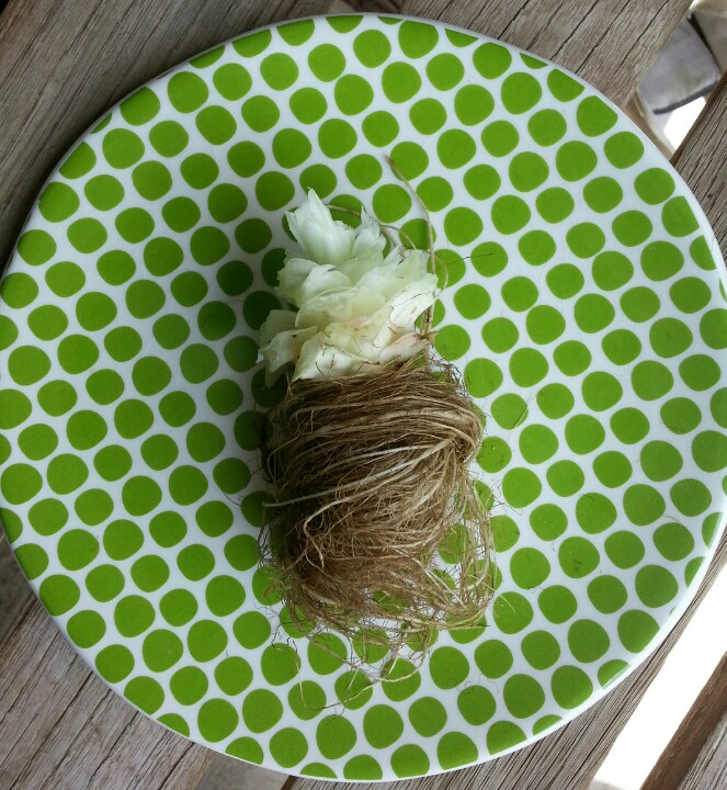 Weekly Photo Challenge: From Above | Nature's Lovely Goodness