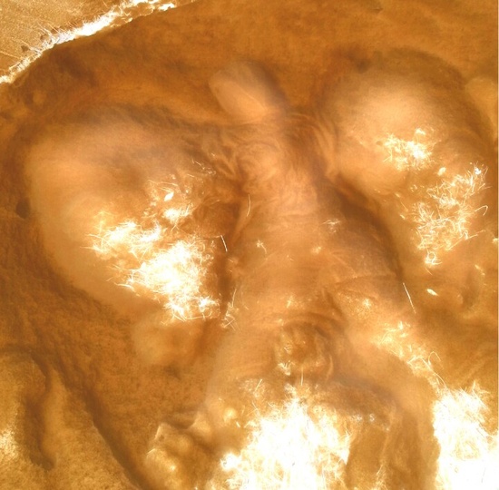 Weekly Photo Challenge: From Above | Snow Angel 