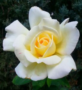 While roses may still smell sweet if they had another name, some online dating sites may be malodorous and all are as different as their names. 